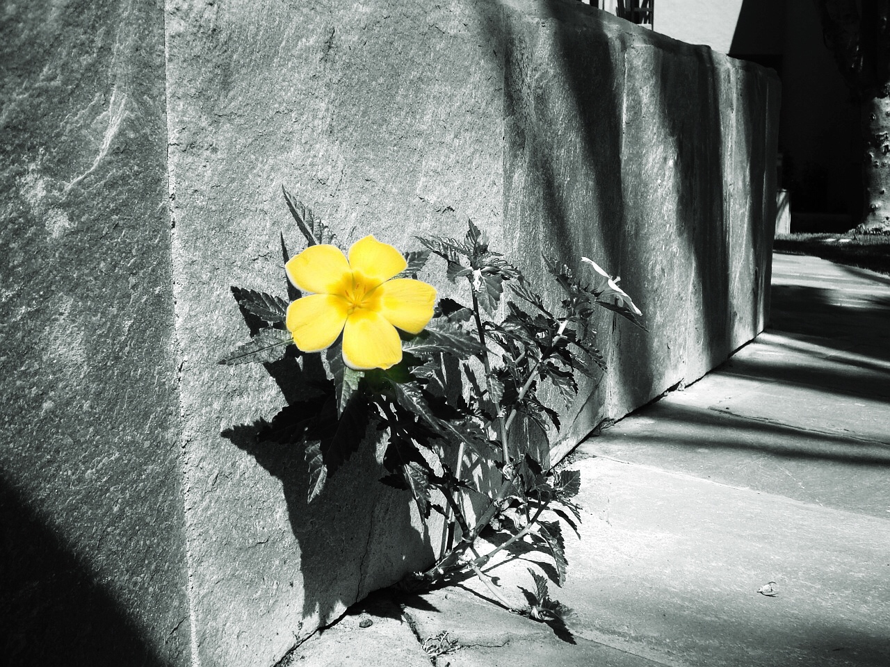 look for the cracks in the systems (and the concrete) and go ahead and bloom